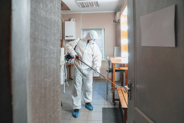 Best Basement Mold Removal  in Ship Bottom, NJ
