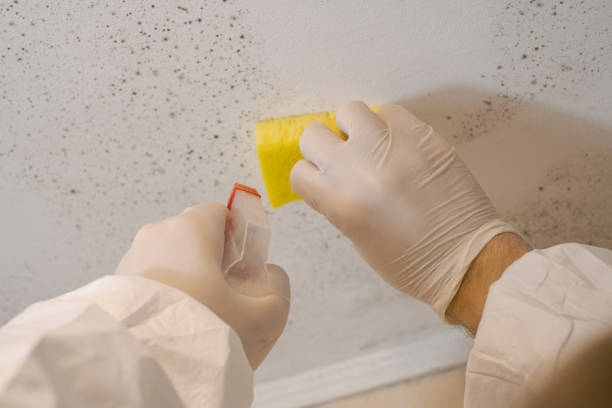 Environmental Consulting for Mold Prevention in Ship Bottom, NJ