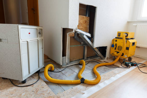 Best Black Mold Removal  in Ship Bottom, NJ