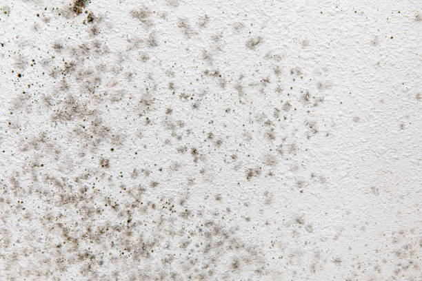 Best Mold-Related Health Consultation  in Ship Bottom, NJ