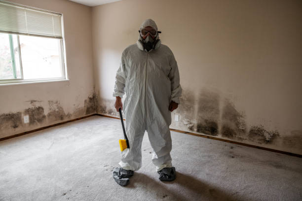 Best Attic Mold Removal  in Ship Bottom, NJ