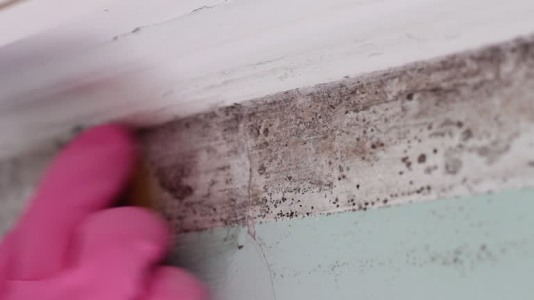 Best Post-Construction Mold Inspection  in Ship Bottom, NJ